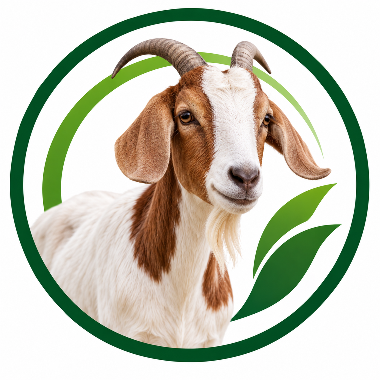 Goat